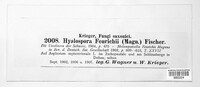 Hyalopsora feurichii image